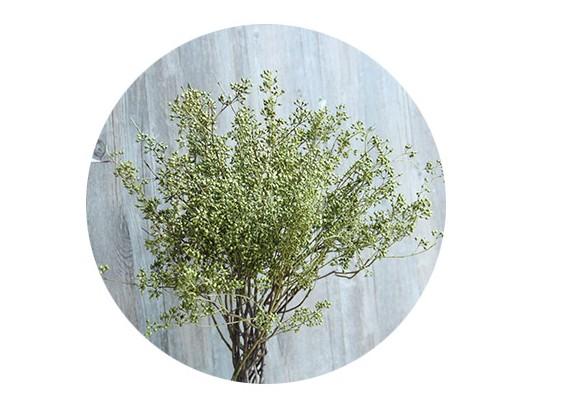 Dried Seek, Dried Flowers, Botanical Home Decor, Seed Stalks. Natural Greenery-LargePaintingArt.com