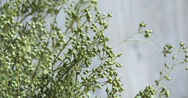 Dried Seek, Dried Flowers, Botanical Home Decor, Seed Stalks. Natural Greenery-LargePaintingArt.com