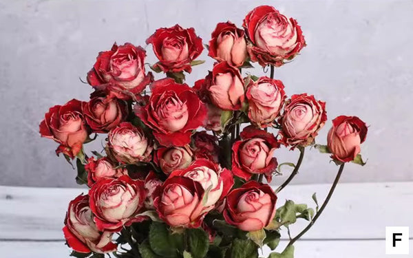 Dried Rose Flower Bouquet, A Bouquet of Dried Rose Flowers, Natural Dried Rose Flower Bunches, A Bunch Dried Rose Flowers, Red Yellow Purple Dried Rose Floral-LargePaintingArt.com